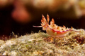   Nudibranch cruising.Lembeh straits.G12 strobefirst photo entered... feedbacks appreciated. cruising. cruising straits. straits entered appreciated  